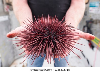 A man holds a fresh sea urchin in his hands.