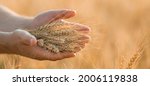 A man holds golden ears of wheat against the background of a ripening field. Farmer