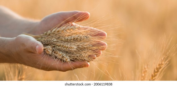 A man holds golden ears of wheat against the background of a ripening field. Farmer's hands close-up. The concept of planting and harvesting a rich harvest. Rural landscape at sunset. - Shutterstock ID 2006119838