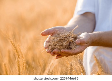 A man holds golden ears of wheat against the background of a ripening field. Farmer's hands close-up. The concept of planting and harvesting a rich harvest. Rural landscape at sunset. - Shutterstock ID 2259446695
