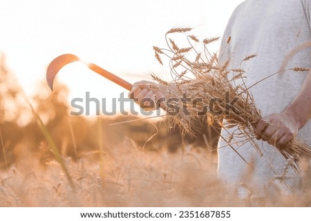 A man holds golden ears of wheat and a sickle against the background of a ripening field. Farmer's hands in close-up. The concept of planting and harvesting a rich harvest. Rural landscape at sunset. Foto stock © 