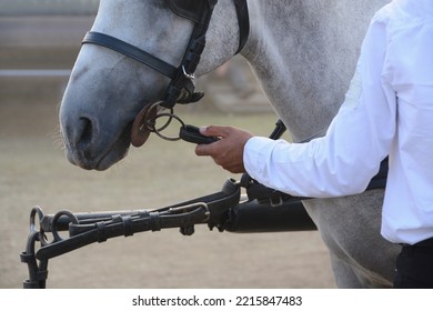 Man Holds A Gray Horse By The Reins. Horse Carriage Close Up.