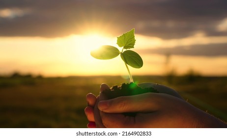 Man holds a green plant in his hands. In palms of farmer, sprout in fertile land. Agriculture concept. Gardener on plantation presses sprouts into soil. Agriculture, Grow food. Caring for environment - Shutterstock ID 2164902833