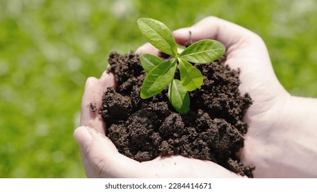 Man holds green plant in his hands. Caring for environment. Gardener on plantation plants sprouts in soil. In palms of farmer, sprout in fertile land. Agriculture concept. Agriculture, Grow food.