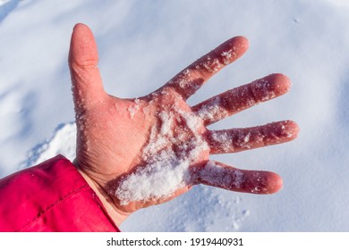 A man holds a handful of fresh snow in a palm frozen from the cold in winter