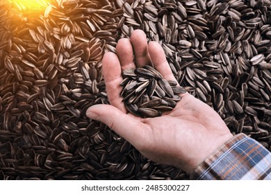 A man holds a handful of sunflower seeds in his palm, against a background of striped seeds. Selective focus. - Powered by Shutterstock