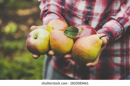 A man holds a harvest of apples in his hands. Selective focus. nature.