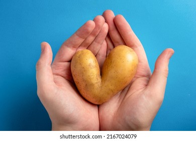 Man Holds Heart Shaped Ugly Potato On Blue Background. Ugly Vegetables