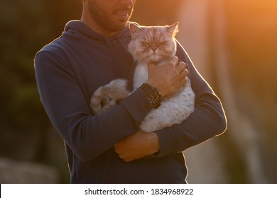 Man Holds His Angry Grumpy Purebred Cat Outside On The Sunset. Pet With Owner