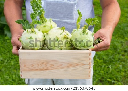 A man holds in his hands a harvested green cabbage kohlrabi (vegetable), growing in the garden. Kohlrabi cabbage in a vegetable wooden box, a natural fortified vegetable, harvesting
