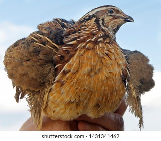 man holds a quail in his hand - Shutterstock ID 1431341462