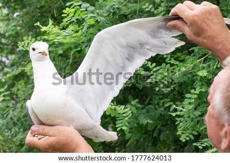 A man holds a seagull in his hands and spreads its wing