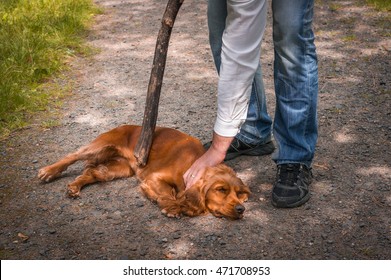 1,702 Dog Hit Images, Stock Photos & Vectors | Shutterstock