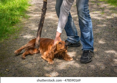 Man Holds A Stick In Hand And He Wants To Hit The Dog - Dog Abuse