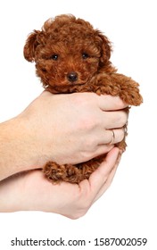 Man Holds Toy Poodle Puppy In Hands, On White Background. The Theme Of Baby Animals