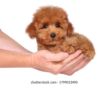 Man Holds Toy Poodle Puppy In Hands, On White Background