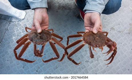 Long Legged Crab Hd Stock Images Shutterstock