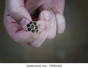 Man Holds Wasp Nest That Has Larva Inside.