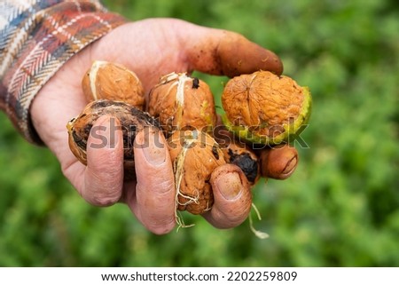 A man holds a whole walnut in his hands. Selective focus, noise. Harvesting. Whole walnut, healthy organic food concept