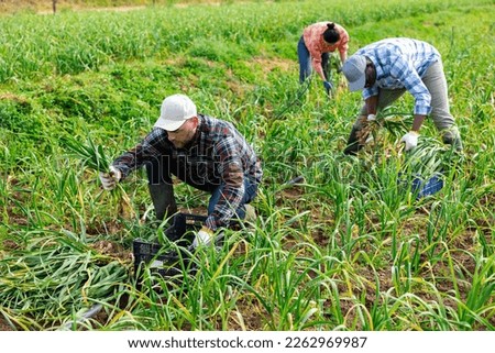Man horticulturist harvesting fresh young garlic on plantation with co-workers.