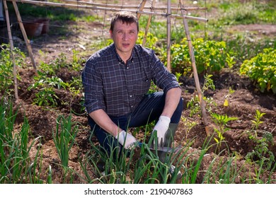 Man Horticulturist Working With Green Onion In Garden Outdoor