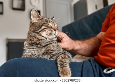 Man hugging cute tabby cat in indoor scene. Human-animal relationships. Funny home pet. Homeless pets. Pets care. Funny home pet. Cat day. Adopted pet. - Powered by Shutterstock