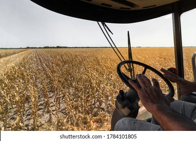 Man Inside A Combine Harvester Threshing Wheat Grains In The Field
