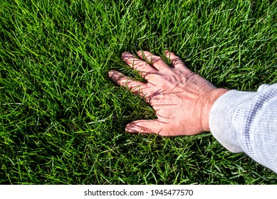 Man Inspecting Lush Green Grass Lawn. Caring, Care, Looking, Thick, Outside, Sky, Sunshine, Care, Seed, Fescue, Tall, Watering, Perfect, Soil, Manicured, Blade, Horizon Line, Eye Level, Baseball Field