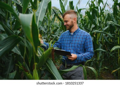 A man inspects a corn field and looks for pests. Successful farmer and agro business