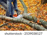 Man in jeans cuts tree trunk with chainsaw. Bright photo with yellow fallen leaves and cut trees