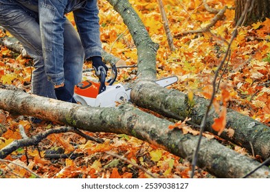 Man in jeans cuts tree trunk with chainsaw. Bright photo with yellow fallen leaves and cut trees - Powered by Shutterstock