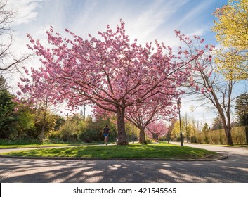 Man Jogging Beside A Cherry Blossom Tree On A Boulevard Near UBC.