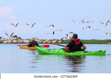 Man In Kayak Against The Background Of Pelicans Sitting On A Sandy Spit. Delta Of Danube River Near Black Sea