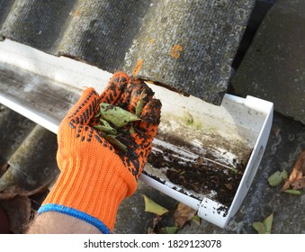 A Man Is Keeping The Rain Gutter Clean In Autumn Simply By Removing, Taking Away Dry Leaves, Debris And Dirt With His Hands In Gloves.  