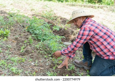 Man Kneeling In Field Harvesting Organic Tomato