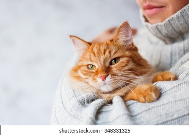 Man In Knitted Sweater Holding Ginger Cat.