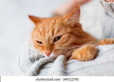 Man In Knitted Sweater Holding Ginger Cat.