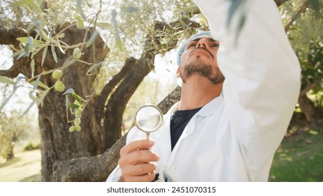 Man with lab coat checking the health of an olive tree touching with hands  - Powered by Shutterstock