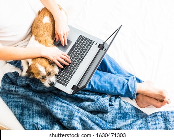 Man With A Laptop And A Small Mongrel Dog On His Lap On A Bed, Working From Home, Photographed From Above