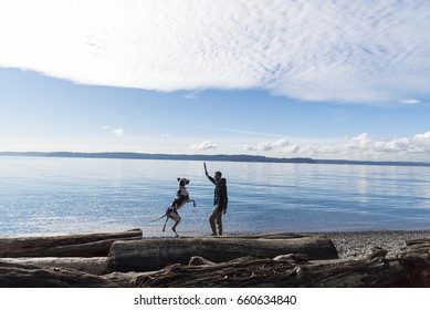 Man And Large Harlequin Great Dane Dog Playing By The Sea On A Sunny Day