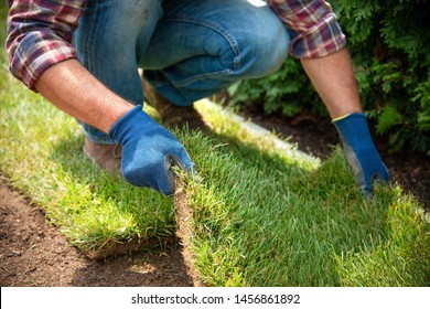 Man Laying Grass Turf Rolls For New Garden Lawn