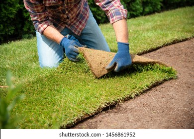Man laying grass turf rolls for new garden lawn