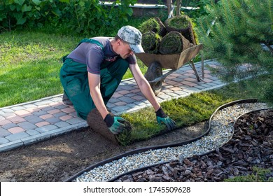 Man Laying Grass Turf Rolls For New Garden Lawn