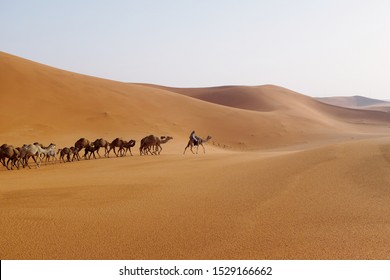 A Man Lead A Camel Caravan Crossing Al Dahna Desert, Riyadh, Saudi Arabia. 