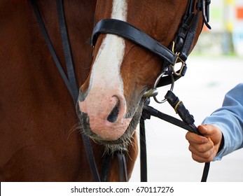 Man Leads His Horse By The Reins. Saddled Ginger Red Horse With White Nose. Redhead Horse Turned Its Head