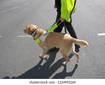 A Man Is Led By A Guide Dog On The Road In Perth, Australia, Assistance Dog