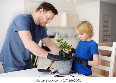 Man and little boy transplanting houseplant calamondin into new big flowerpot. Fortunella. Home gardening. Chores and entertainment during quarantine. Hobby while isolation. - Shutterstock ID 1742661041