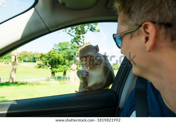 Man looking on monkey eating apple through car\
window. Long-tailed monkey or crab-eating macaque sits on side view\
of car and hold food in hand. Contact zoo, safari park. Selective\
focus, copy space