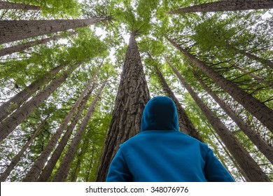 Man Looking Up In A Redwood Forest