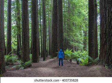 Man Looking Up In A Redwood Forest